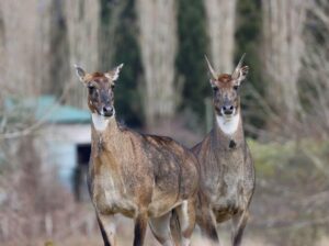 Nilgai